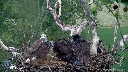PA Farm Country Eagles Live Cams - May 23, 2026, 7:54pm EDT