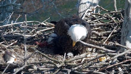 PA Farm Country Eagles Live Cams - Mar 18, 2026, 1:44pm EDT