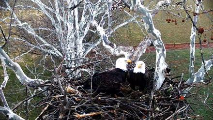 PA Farm Country Eagles Live Cams - Jan 11, 2026, 7:25am EST