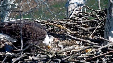 PA Farm Country Eagles Live Cams - Mar 18, 2026, 1:44pm EDT