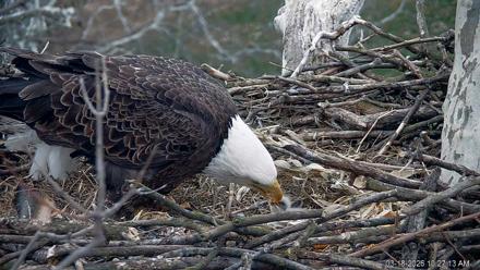 PA Farm Country Eagles Live Cams - Mar 18, 2026, 10:27am EDT