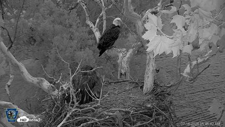 PA Farm Country Eagles Live Cams - Jul 16, 2026, 5:47am EDT