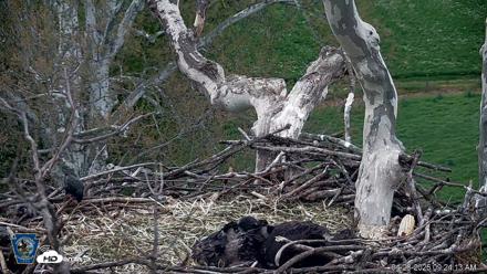 PA Farm Country Eagles Live Cams - Apr 28, 2026, 9:24am EDT