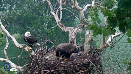 PA Farm Country Eagles Live Cams - Jul 18, 2026, 12:42pm EDT