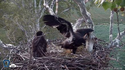 PA Farm Country Eagles Live Cams - May 16, 2026, 5:46am EDT
