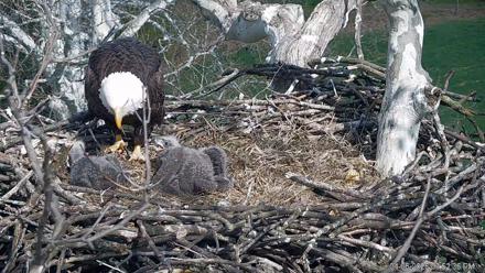 PA Farm Country Eagles Live Cams - Apr 6, 2026, 3:54pm EDT