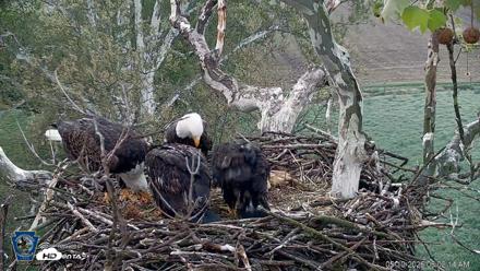 PA Farm Country Eagles Live Cams - May 10, 2026, 6:03am EDT