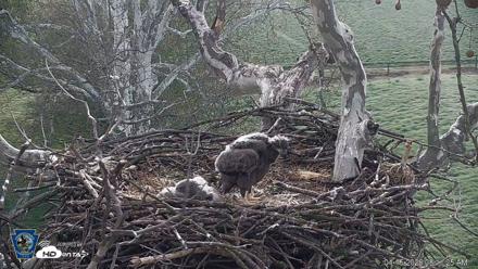 PA Farm Country Eagles Live Cams - Apr 15, 2026, 8:13am EDT