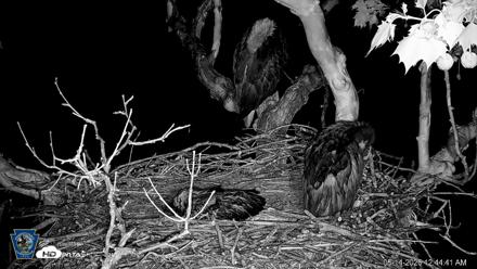 PA Farm Country Eagles Live Cams - May 14, 2026, 12:46am EDT