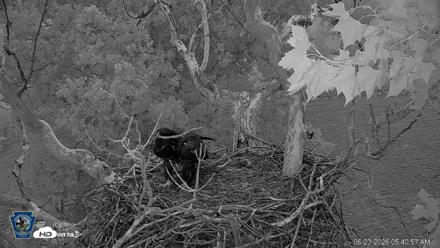PA Farm Country Eagles Live Cams - Jun 23, 2026, 5:41am EDT