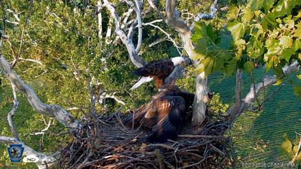 PA Farm Country Eagles Live Cams - Jul 13, 2026, 7:56pm EDT