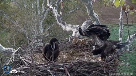 PA Farm Country Eagles Live Cams - May 8, 2026, 5:53am EDT