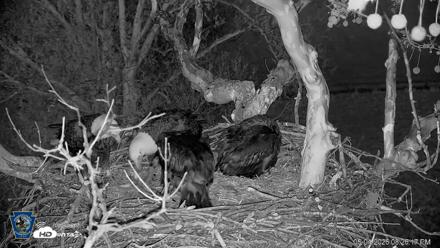 PA Farm Country Eagles Live Cams - May 4, 2026, 8:27pm EDT