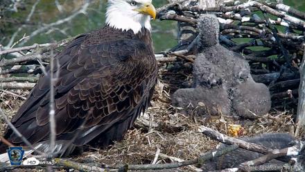 PA Farm Country Eagles Live Cams - Apr 12, 2026, 3:17pm EDT