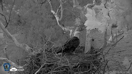 PA Farm Country Eagles Live Cams - Jul 27, 2026, 5:52am EDT
