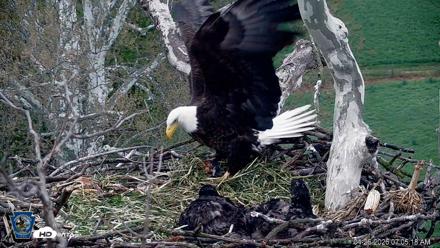 PA Farm Country Eagles Live Cams - Apr 26, 2026, 7:08am EDT