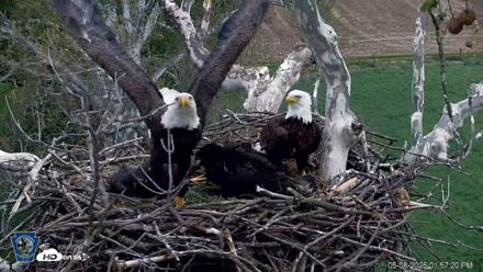 PA Farm Country Eagles Live Cams - May 8, 2026, 1:58pm EDT