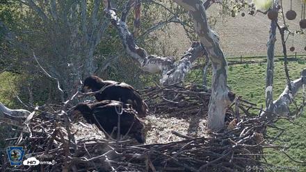 PA Farm Country Eagles Live Cams - May 5, 2026, 8:27am EDT