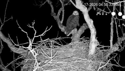 PA Farm Country Eagles Live Cams - Jan 17, 2026, 4:56am EST