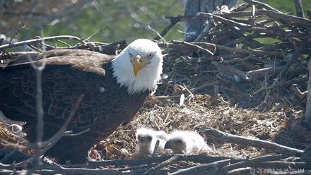 PA Farm Country Eagles Live Cams - Mar 29, 2026, 9:35am EDT
