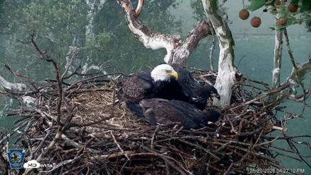 PA Farm Country Eagles Live Cams - May 20, 2026, 4:28pm EDT