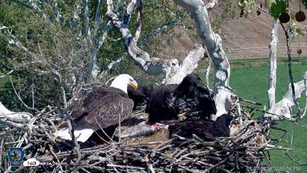 PA Farm Country Eagles Live Cams - May 7, 2026, 3:09pm EDT