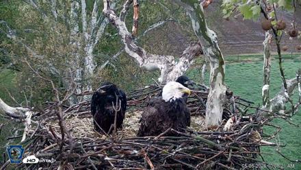 PA Farm Country Eagles Live Cams - May 6, 2026, 10:09am EDT