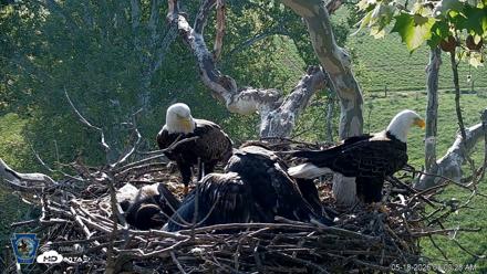 PA Farm Country Eagles Live Cams - May 18, 2026, 8:10am EDT