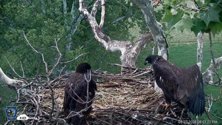 PA Farm Country Eagles Live Cams - May 22, 2026, 8:04pm EDT