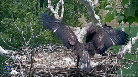 PA Farm Country Eagles Live Cams - May 26, 2026, 1:23pm EDT