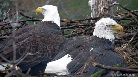 PA Farm Country Eagles Live Cams - Mar 16, 2026, 5:29pm EDT