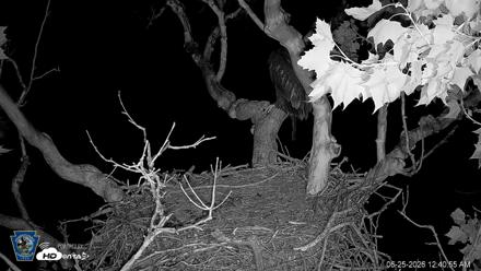 PA Farm Country Eagles Live Cams - Jun 25, 2026, 12:41am EDT