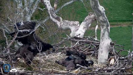 PA Farm Country Eagles Live Cams - Apr 28, 2026, 12:52pm EDT
