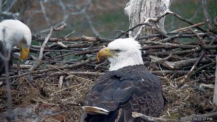 PA Farm Country Eagles Live Cams - Mar 15, 2026, 4:23pm EDT