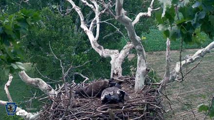 PA Farm Country Eagles Live Cams - Jul 6, 2026, 4:47pm EDT
