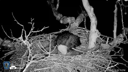 PA Farm Country Eagles Live Cams - Apr 14, 2026, 9:28pm EDT