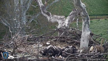 PA Farm Country Eagles Live Cams - Apr 24, 2026, 8:06am EDT