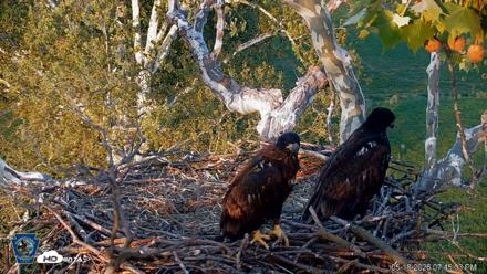 PA Farm Country Eagles Live Cams - May 18, 2026, 7:45pm EDT