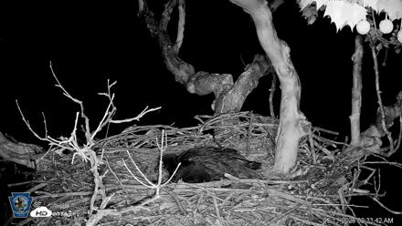 PA Farm Country Eagles Live Cams - May 13, 2026, 2:35am EDT