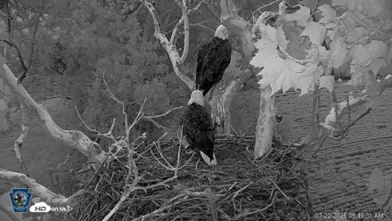 PA Farm Country Eagles Live Cams - Jul 22, 2026, 5:50am EDT