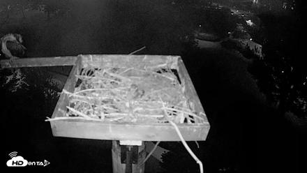 Coeur d'Alene Idaho Live Geese Cam - Aug 8, 2026, 4:41am PDT