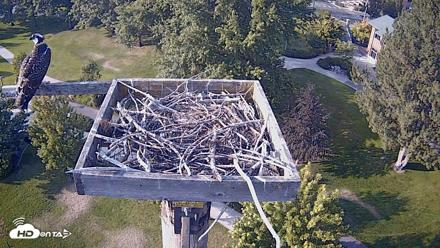 Coeur d'Alene Idaho Live Geese Cam - Aug 13, 2026, 5:48pm PDT