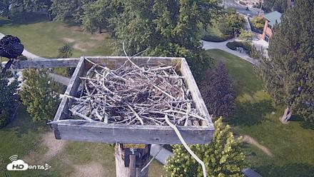 Coeur d'Alene Idaho Live Geese Cam - Aug 6, 2026, 5:10pm PDT