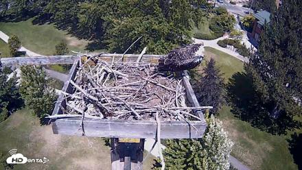 Coeur d'Alene Idaho Live Geese Cam - Jul 24, 2026, 1:03pm PDT