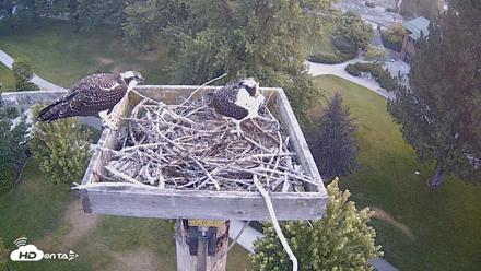 Coeur d'Alene Idaho Live Geese Cam - Aug 7, 2026, 6:19am PDT