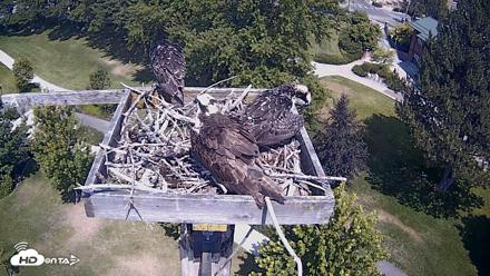Coeur d'Alene Idaho Live Geese Cam - Jul 29, 2026, 12:39pm PDT