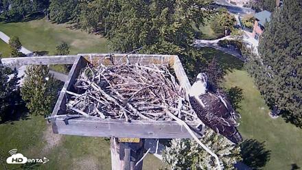 Coeur d'Alene Idaho Live Geese Cam - Aug 23, 2026, 3:49pm PDT