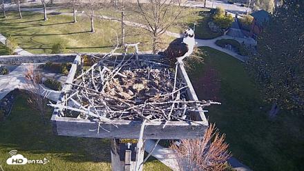 Coeur d'Alene Idaho Live Geese Cam - Apr 26, 2026, 7:36am PDT