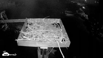 Coeur d'Alene Idaho Live Geese Cam - Aug 17, 2026, 3:56am PDT