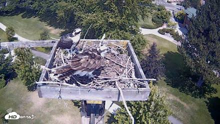 Coeur d'Alene Idaho Live Geese Cam - Jul 28, 2026, 12:40pm PDT